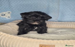 Yorkshire Terrier dogs for sale: Rare Black Yorkie 5-Gen Pedigree–£900–Ready Now 🐾 - Image 8