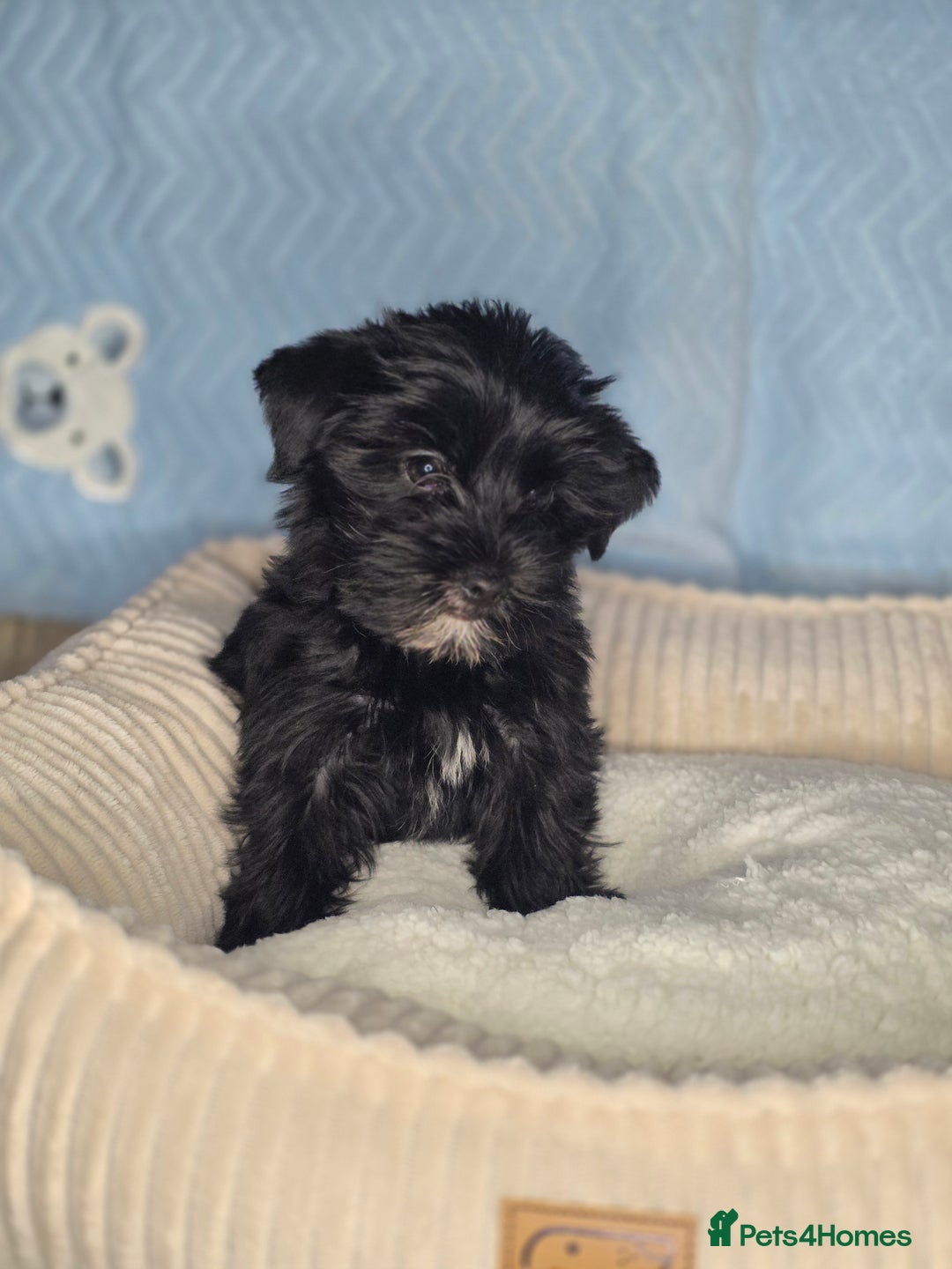 Yorkshire Terrier dogs for sale: Rare Black Yorkie 5-Gen Pedigree–£900–Ready Now 🐾 - Image 8