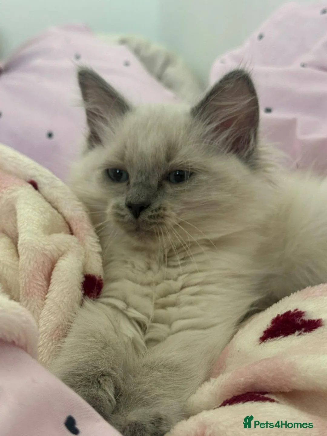 Ragdoll cats for sale: Beautiful ragdoll girl 🩷 READY NOW - Advert 4