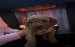 Cavapoo dogs for sale: Cavapoo - Advert 13