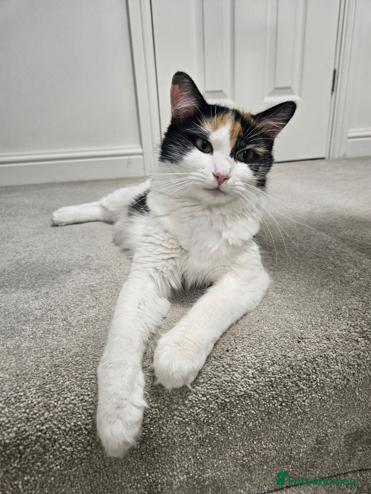Ragdoll cats Stunning, Friendly Ragdoll cross kittens - Advert 2