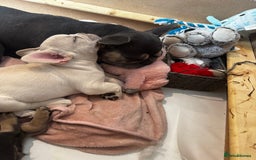 French Bulldog dogs for sale: Ready to go 2 x male French Bulldog KC registered - Image 32