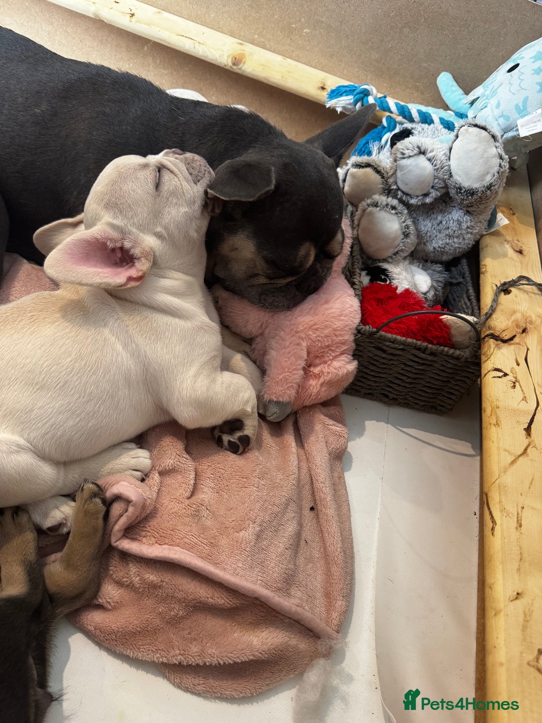 French Bulldog dogs for sale: Ready to go 2 x male French Bulldog KC registered - Image 32