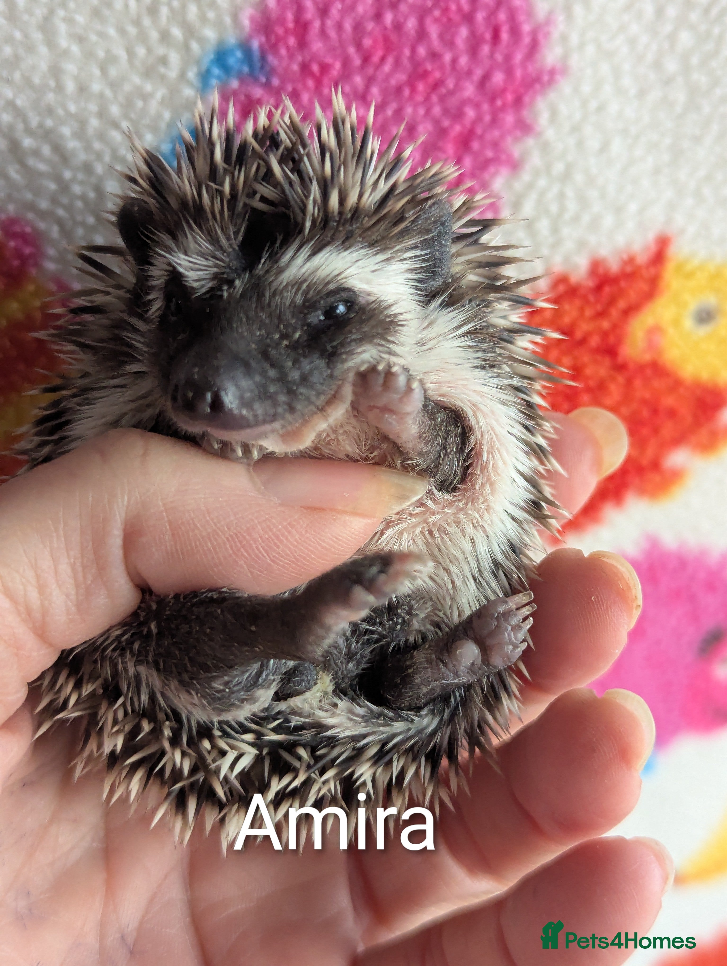 Pygmy Hedgehog rodents Beautiful Hoglets Ready to Reserve Now - Advert 13