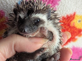 Pygmy Hedgehog rodents Beautiful Hoglets Ready to Reserve Now - Advert 3