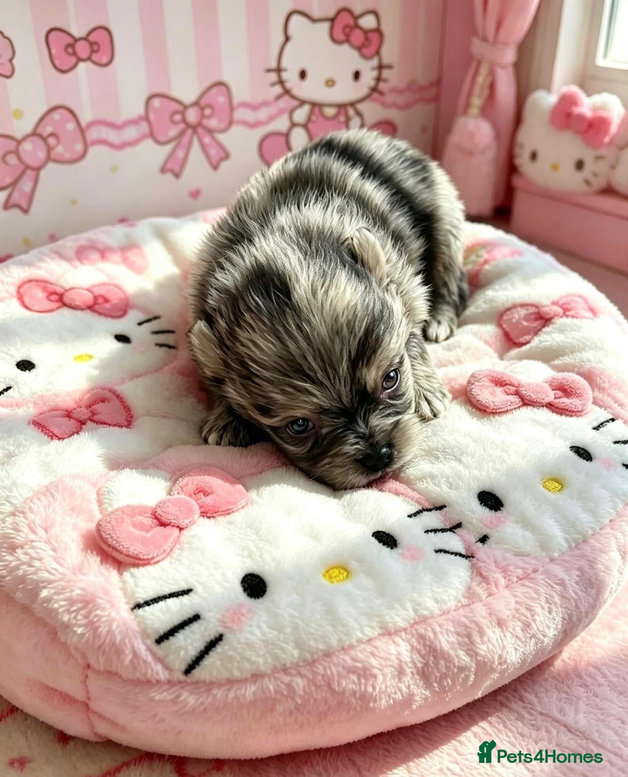 Pomeranian dogs ✨Super Rare Fluffy Poms🐾🐶✨💜🤎🩶🩵 - Advert 1