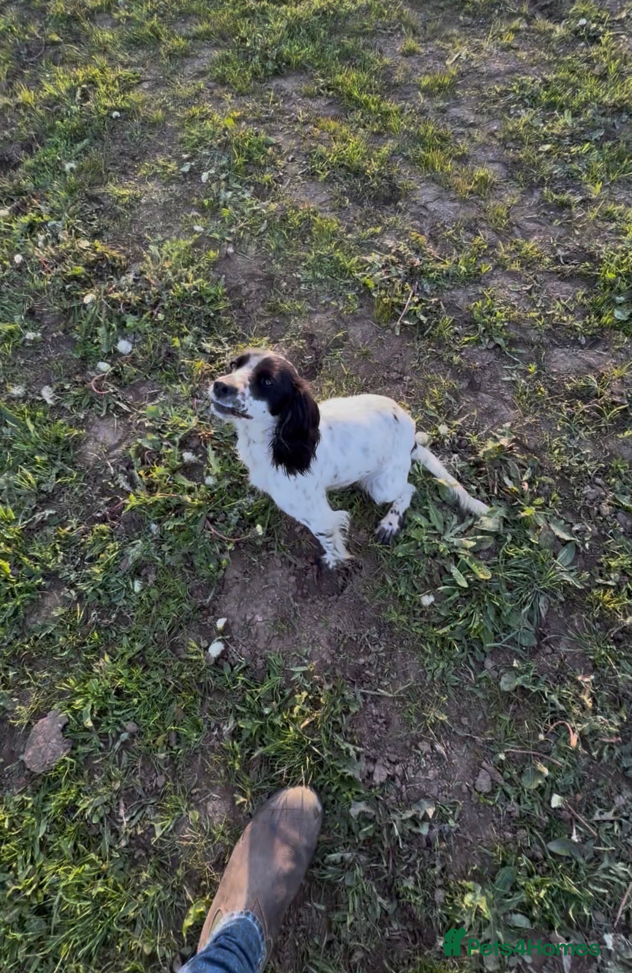 Cocker Spaniel dogs 1yr old cocker spaniel girl - Advert 3