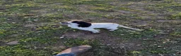 Cocker Spaniel dogs for sale: 1yr old cocker spaniel girl - Advert 1