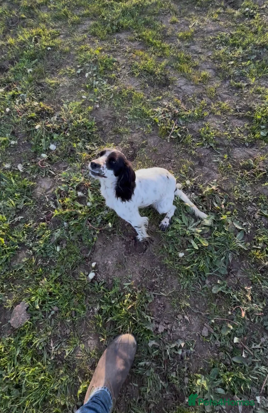 Cocker Spaniel dogs for sale: 1yr old cocker spaniel girl - Advert 1