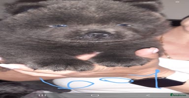 Chow Chow dogs - Advert 10