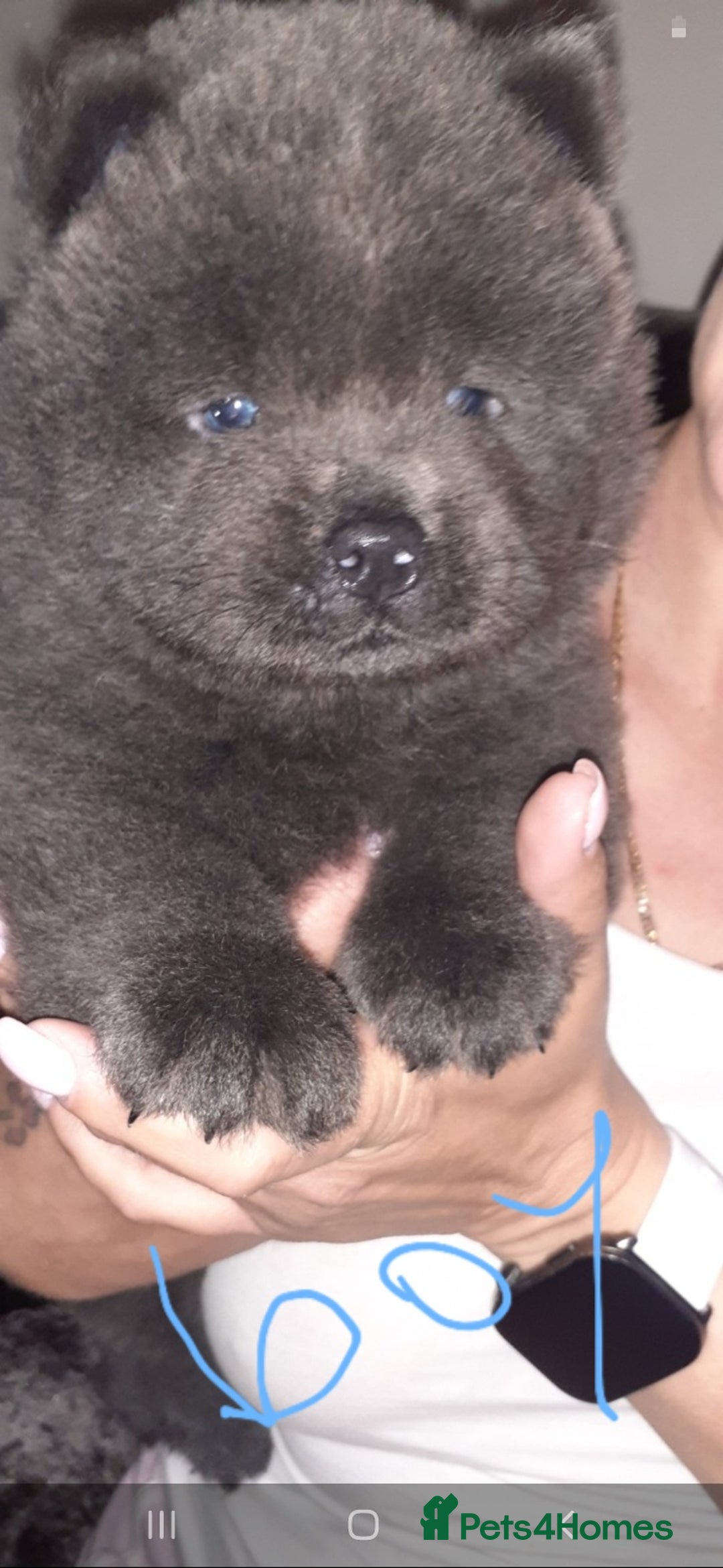 Chow Chow dogs for sale:  KC registered Chow Chow puppies for sale.🤗 - Image 2