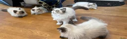Selkirk Rex cats for sale: Two kittens left  - Advert 17