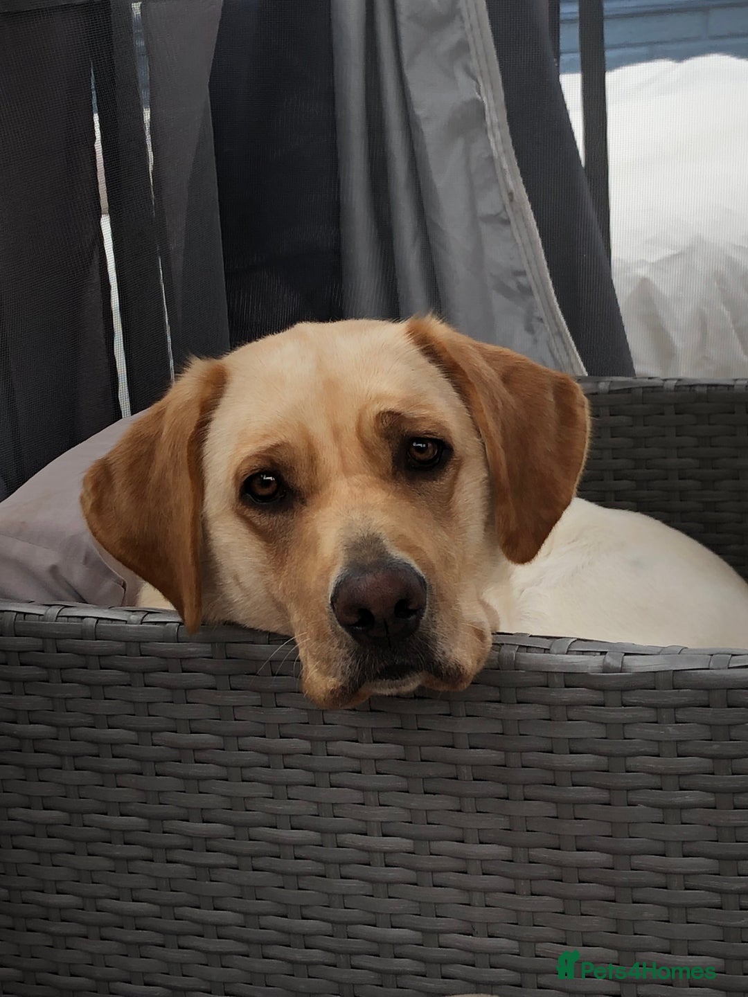 Labrador Retriever dogs for stud: Stud Labrador  - Advert 3