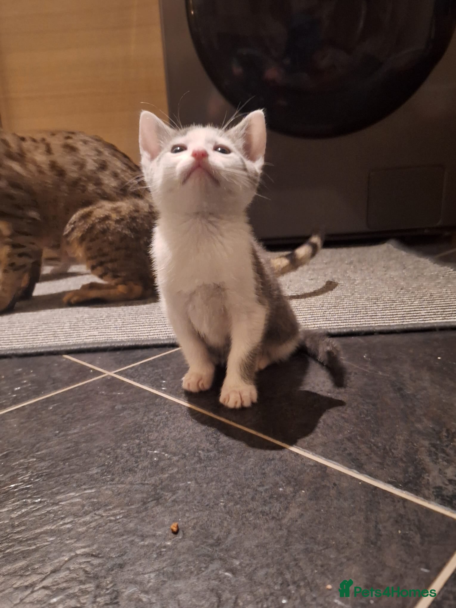 Savannah cats  savannah cross kittens  - Advert 5