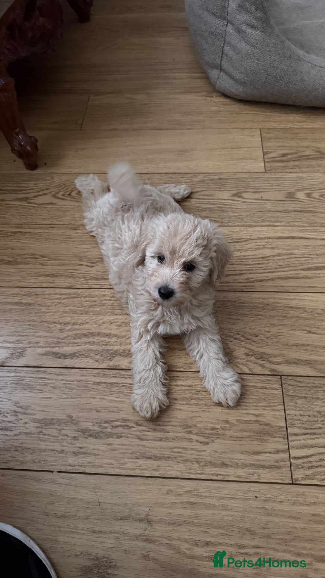 Mini Goldendoodle dogs F1B MINI GOLDENDOODLE PUPPIES – READY NOW 🐾 - Advert 1