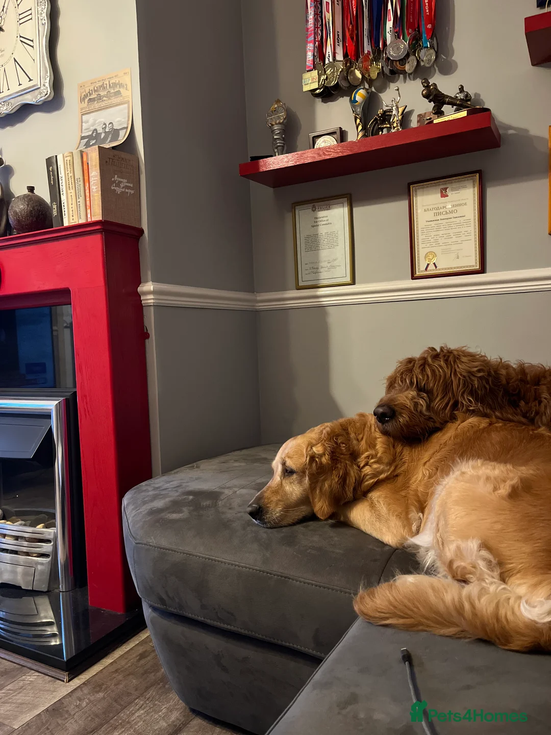 Goldendoodle dogs for stud: Gorgeous F1 Goldendoodle for Stud in Derby - Advert 12