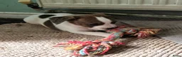 Mixed Breed dogs for sale: Terrier type aforabe puppies.  - Advert 8