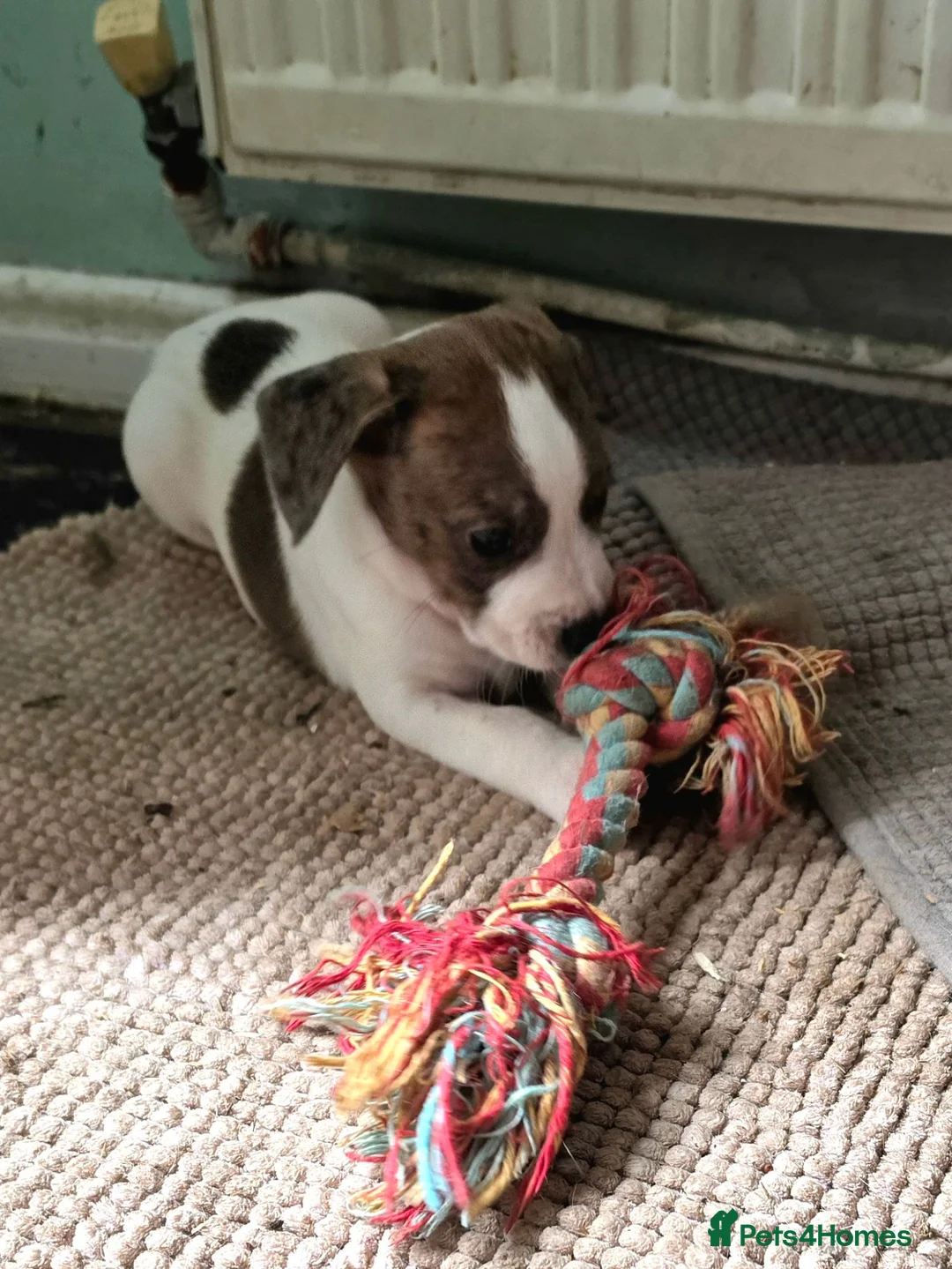Mixed Breed dogs for sale: Terrier type aforabe puppies.  - Advert 8
