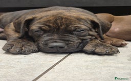 American Bully dogs for sale: American Bully Pups for sale - Image 22