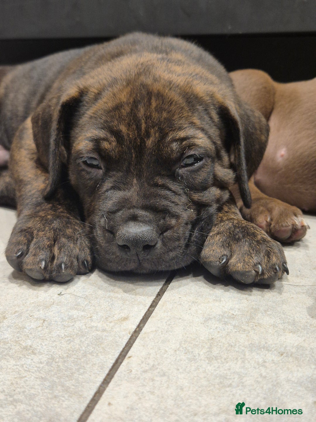 American Bully dogs for sale: American Bully Pups for sale - Image 22