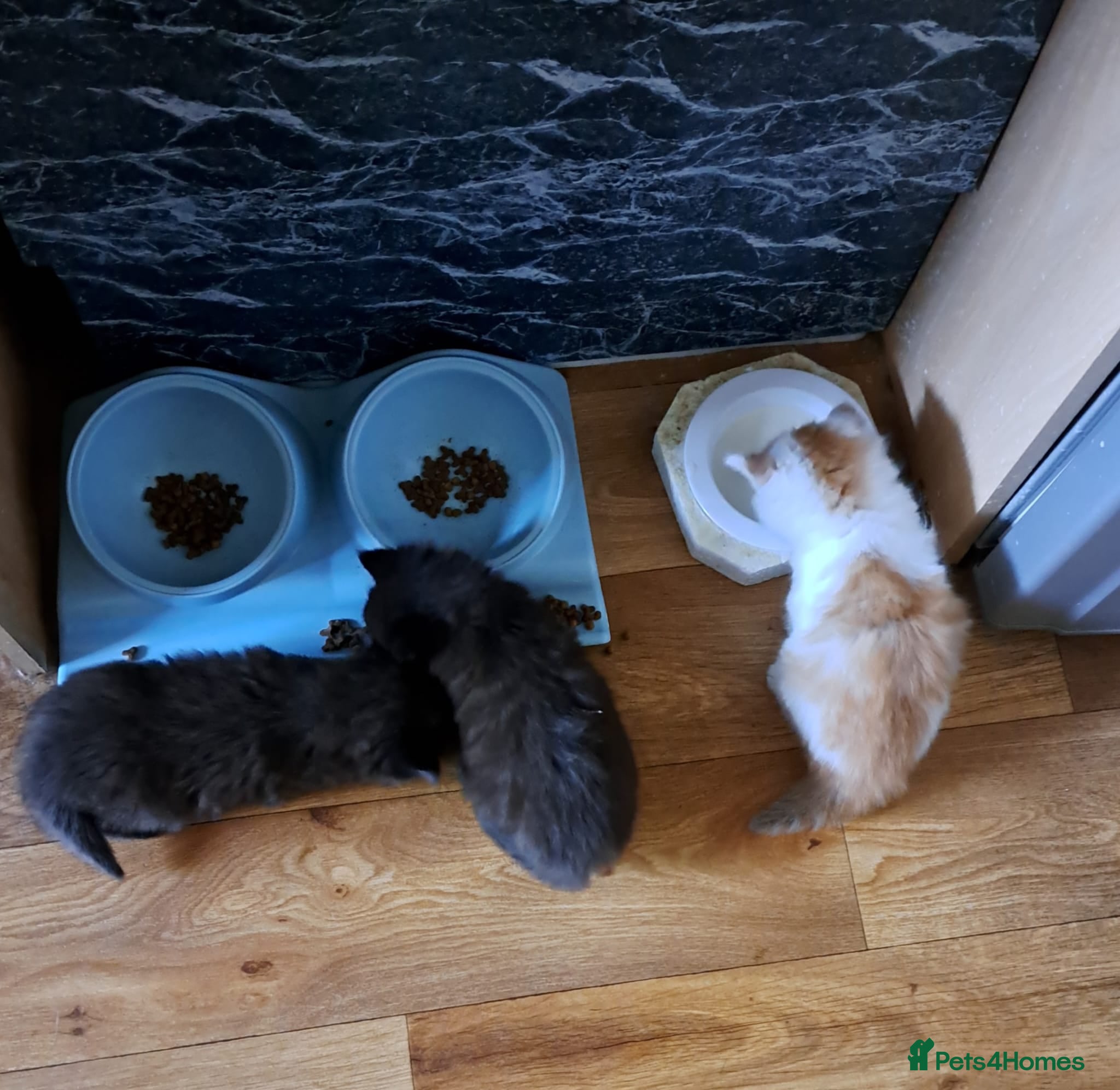 Mixed Breed cats for sale: 3 beautiful kittens  - Advert 1