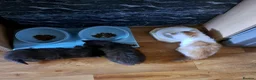 Mixed Breed cats for sale: 3 beautiful kittens  - Advert 1