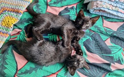 British Shorthair cats for sale: x2 black kittens - Image 3
