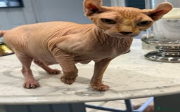 Sphynx cats for sale: Elf SPHYNX  - Image 5
