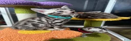 Bengal cats for sale: Stunning silver bengals. TICA reg & health tested - Advert 4