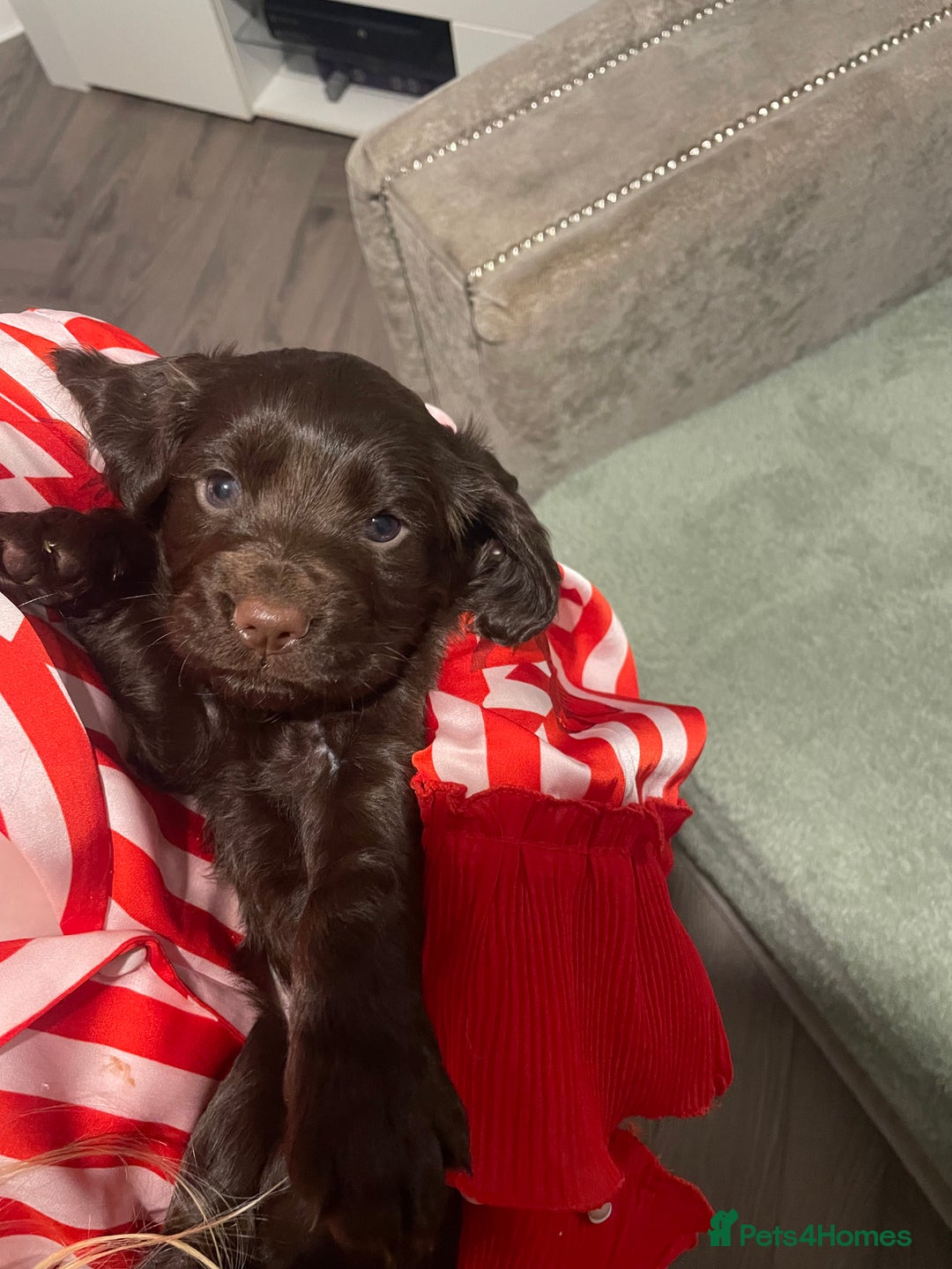 Cocker Spaniel dogs for sale: KC registered cocker spaniels  - Advert 7