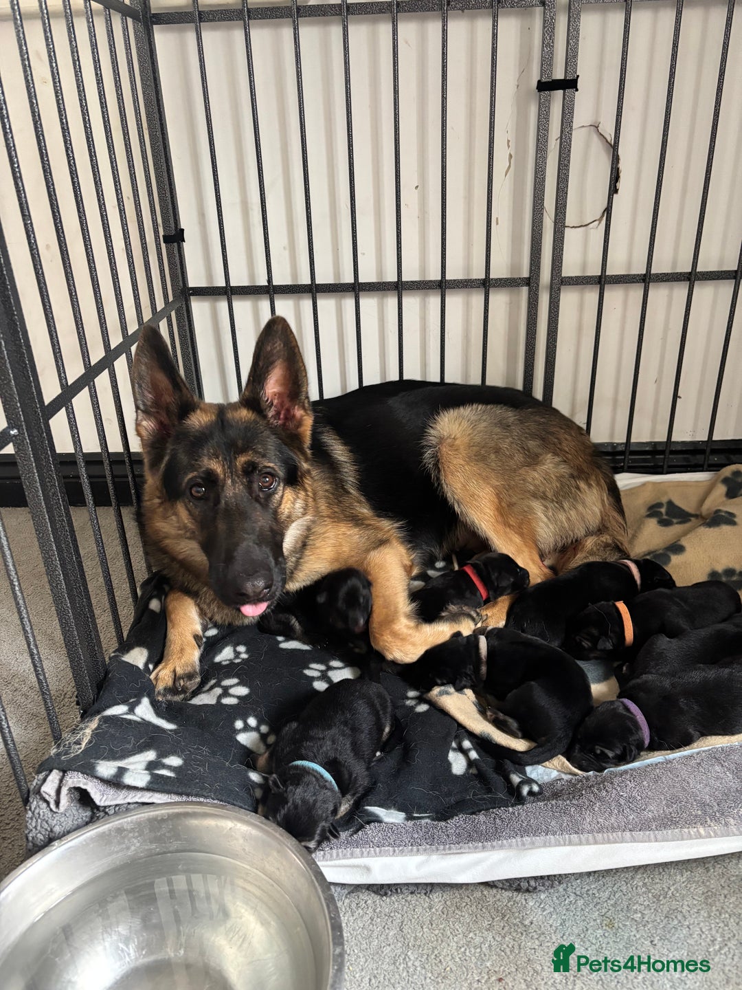 German Shepherd dogs for sale: 8x German Shepherd Puppies - Image 2