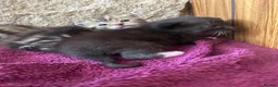 Persian cats for sale: X6 Beautiful fluffy persian X Bengal kittens  - Advert 8