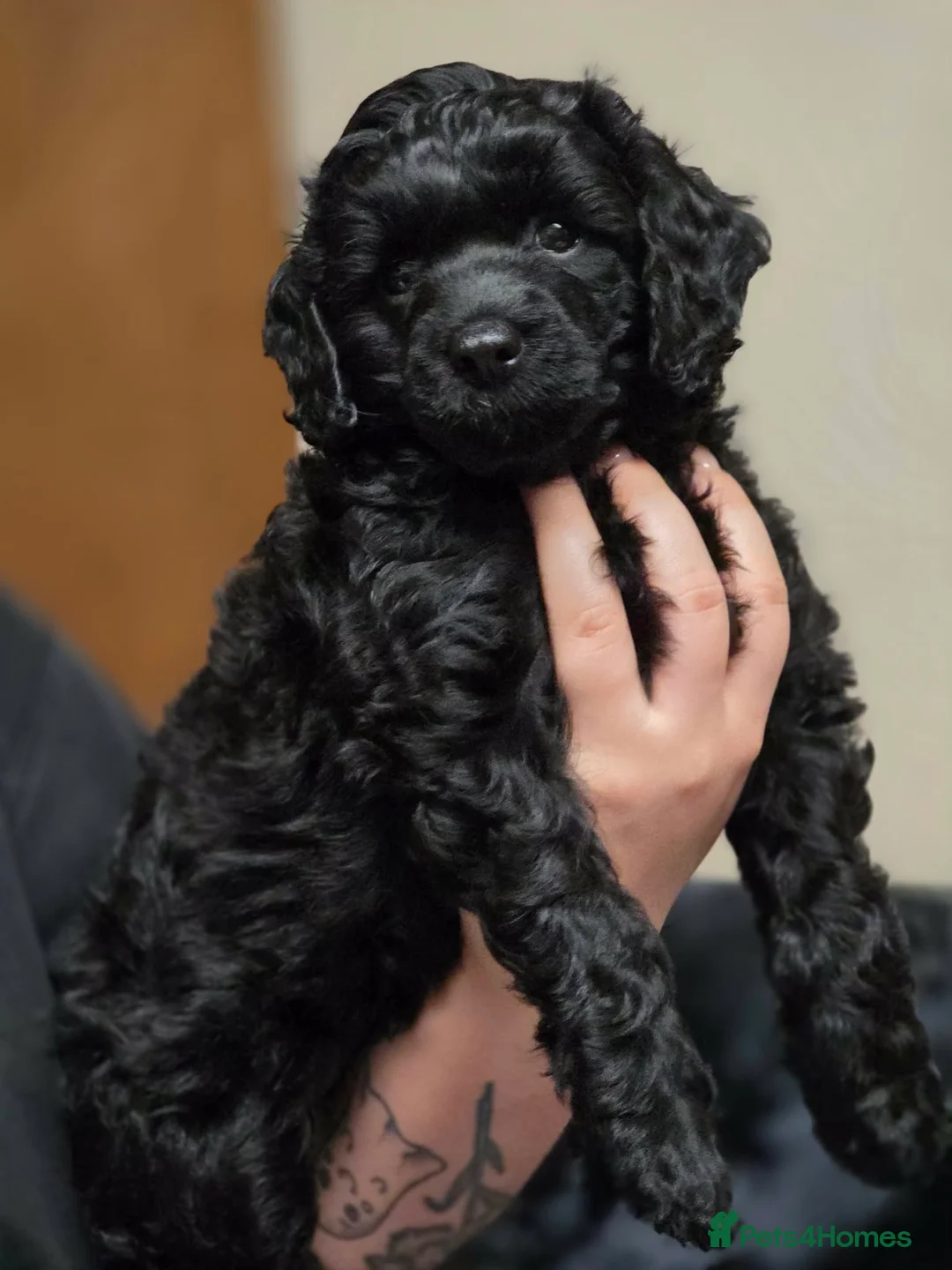 Miniature Poodle dogs for sale: Beutiful mini poodle girl - Advert 3