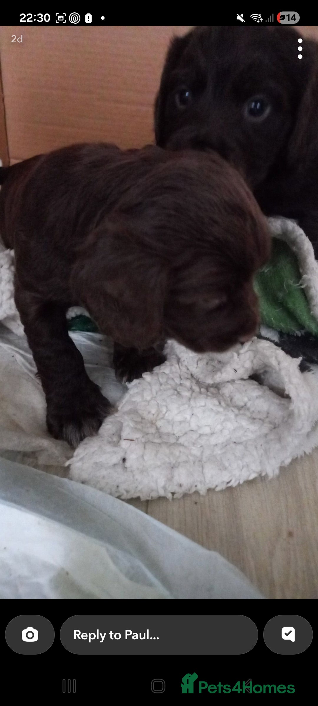 Cocker Spaniel dogs for sale: Cocker spaniels ready 21st December.  - Advert 9