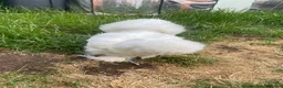 Chickens poultry for sale: Two friendly pet chickens, used to handling - Advert 4