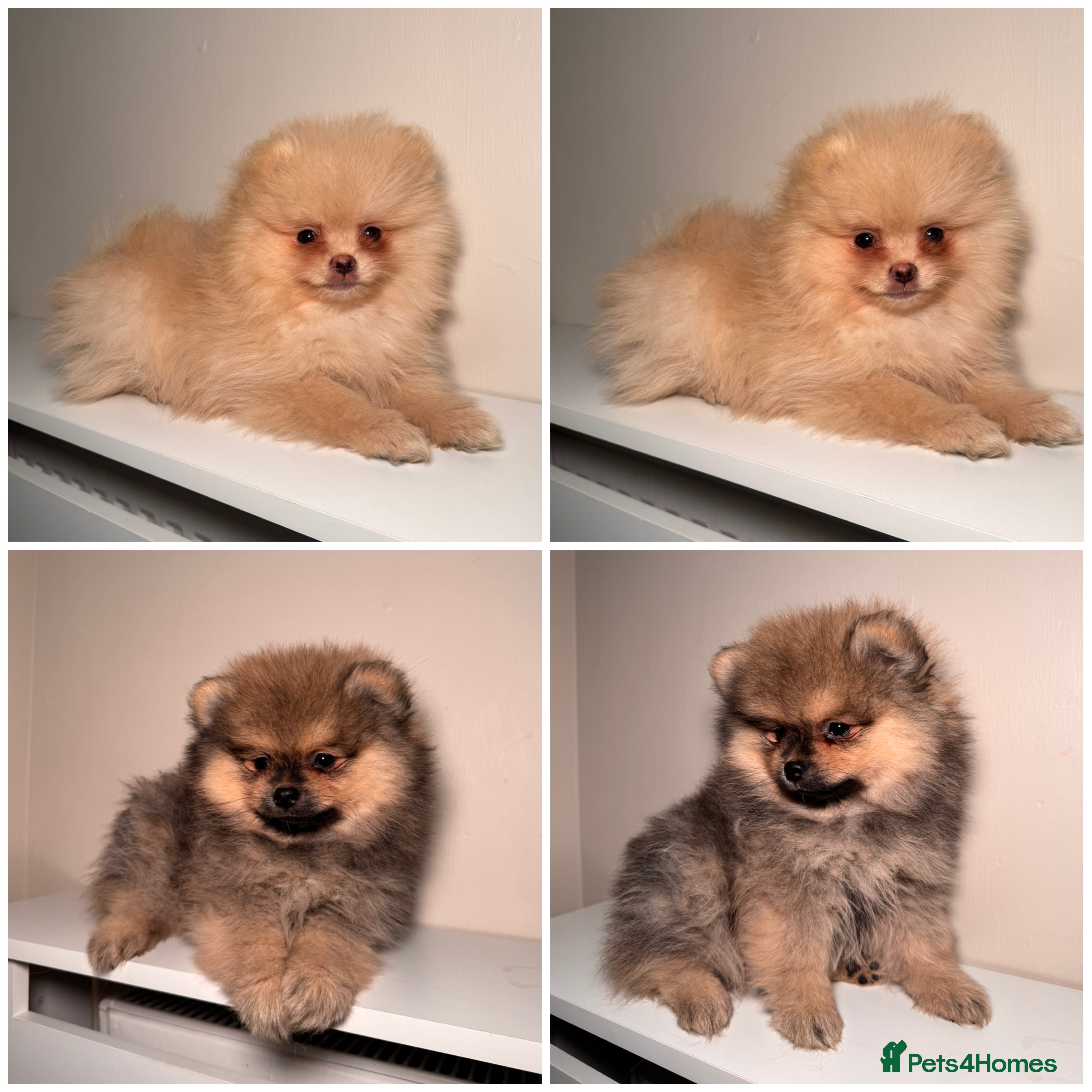 Pomeranian dogs REDUCED KC TEDDY POMS 💓 - Advert 16