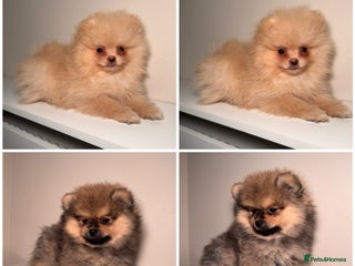 Pomeranian dogs REDUCED KC TEDDY POMS 💓 - Advert 17