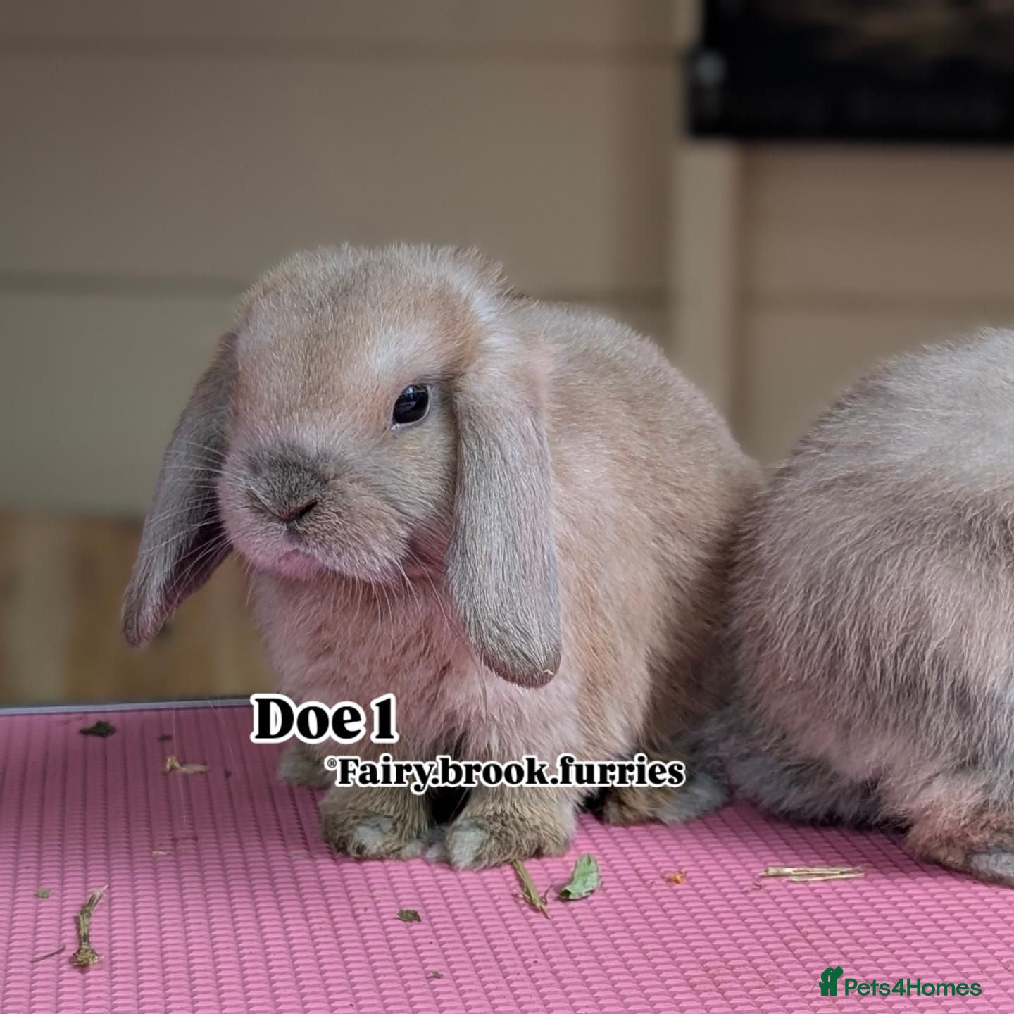 Mini Lop rabbits Mini lops shoe lines - Advert 2