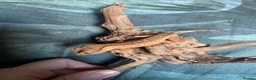 Gecko reptiles for sale: Crested Gecko Babies - Advert 11