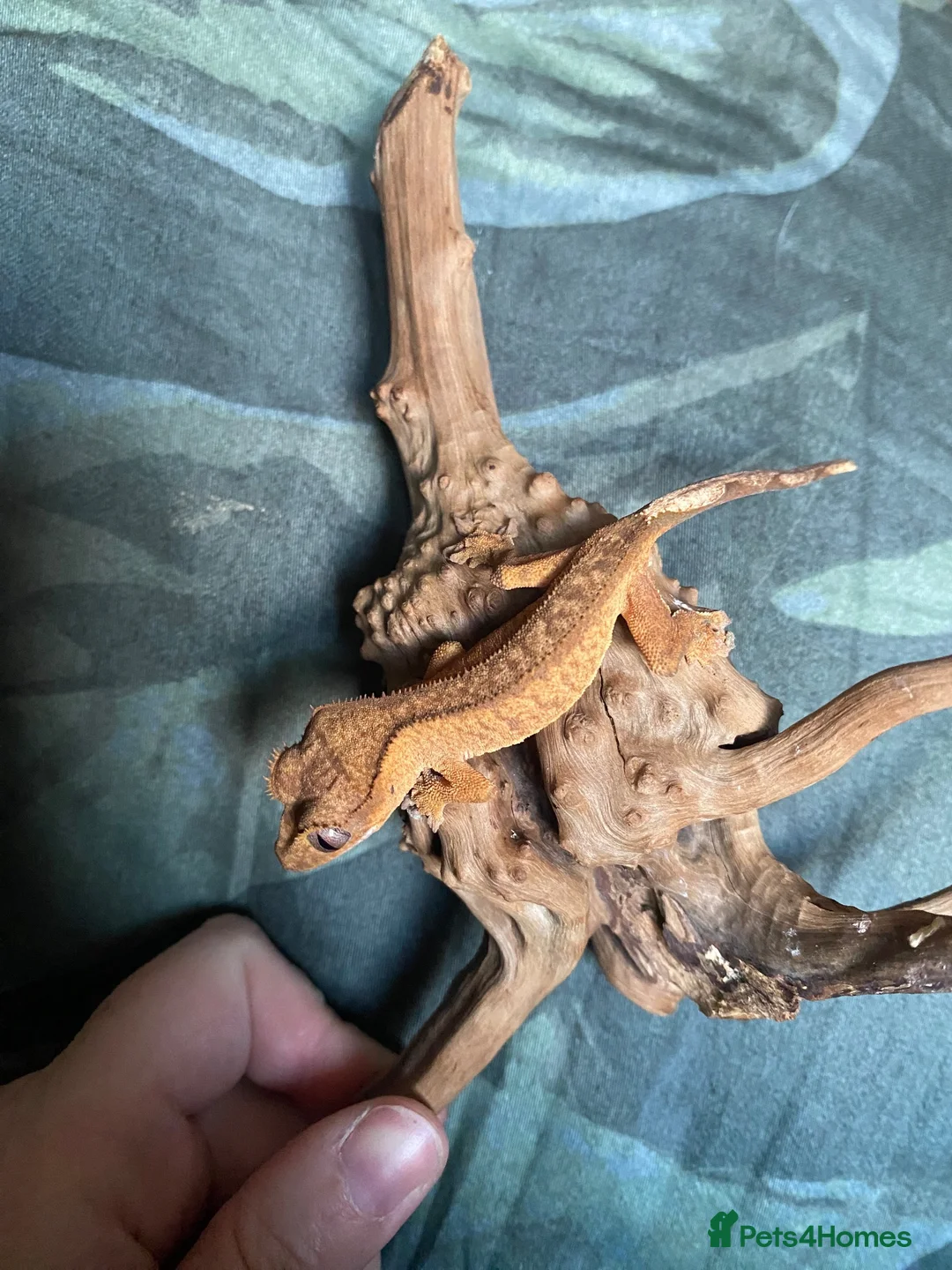 Gecko reptiles for sale: Crested Gecko Babies - Advert 11