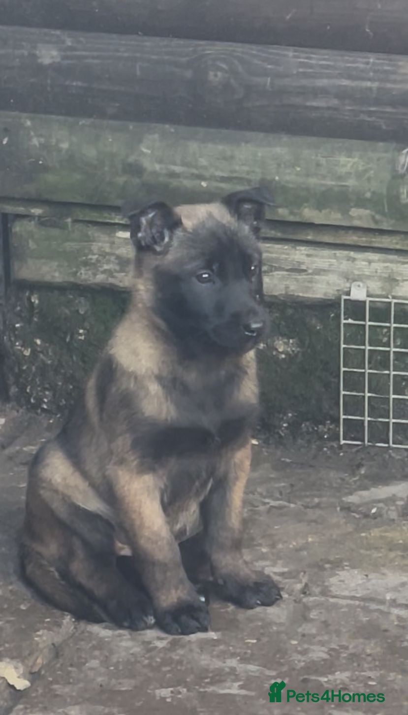 Belgian Shepherd Dog dogs Stunning Litter working line Belgian Malinois pups - Advert 10