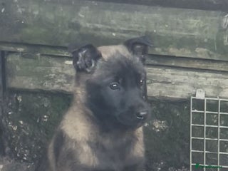 Belgian Shepherd Dog dogs Stunning Litter working line Belgian Malinois pups - Advert 13