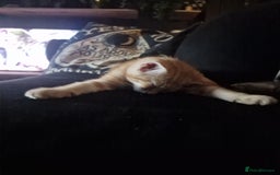 Domestic Shorthair cats for sale: 2 beautiful girls for sale  - Image 12