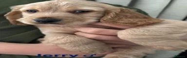 Jerry