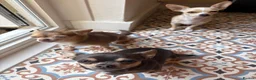 Chihuahua dogs for stud: FOR STUD ONLY  - Advert 2