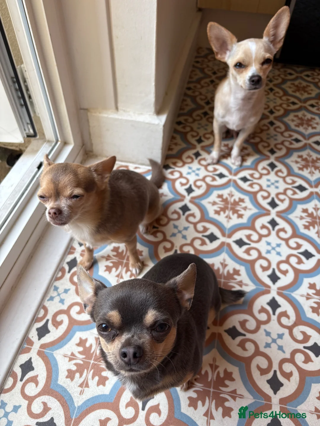 Chihuahua dogs for stud: FOR STUD ONLY  - Advert 2