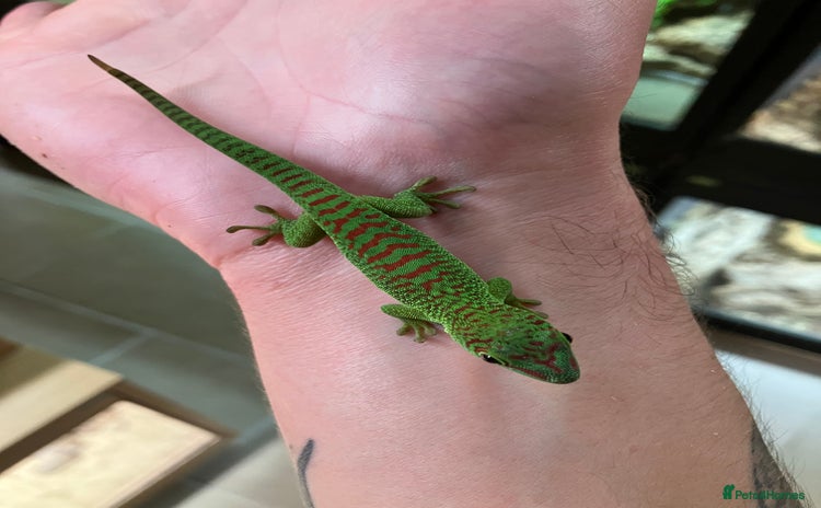 Gecko reptiles - Advert 1