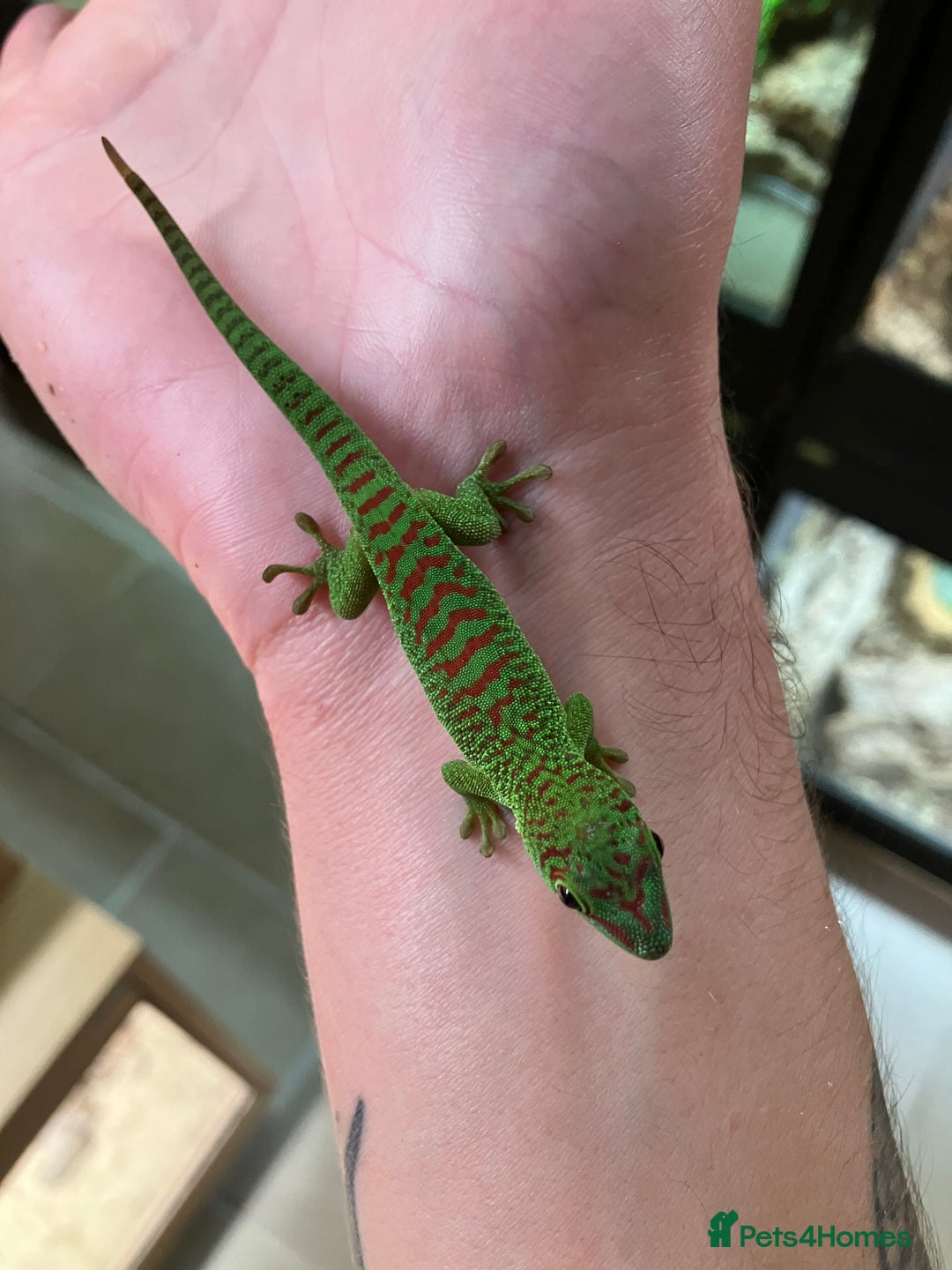 Gecko reptiles for sale: Crimson Giant Day & Chahoua Mossy Geckos - Image 1