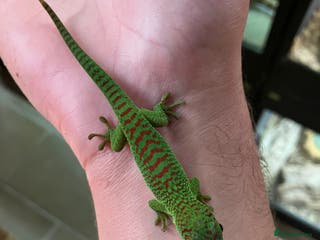 Gecko reptiles Crimson Giant Day & Chahoua Mossy Geckos - Advert 3