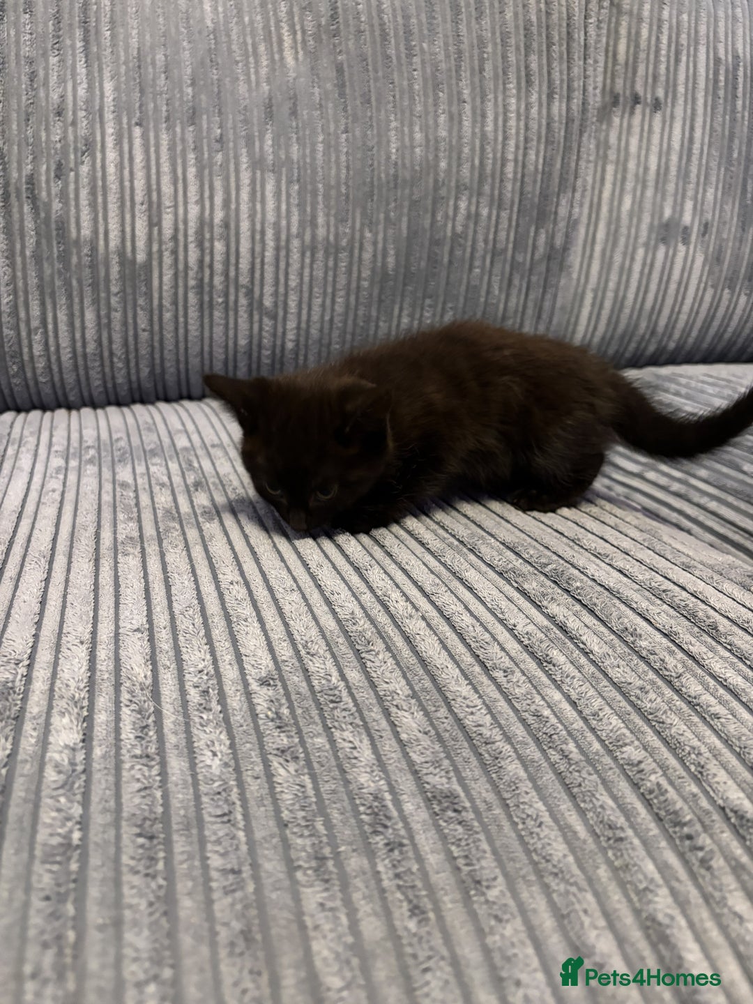 Mixed Breed cats for sale: Adorable Kittens for Sale - Advert 18